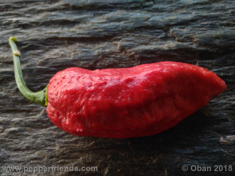 bhut-jolokia-mulatto_003_frutto_23.jpg