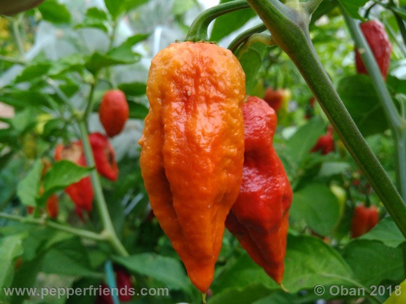 bhut-jolokia-mulatto_003_frutto_24.jpg