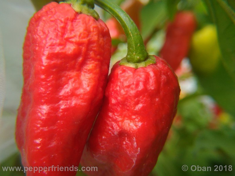 bhut-jolokia-mulatto_003_frutto_25.jpg