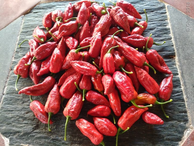 bhut-jolokia-mulatto_003_frutto_26.jpg