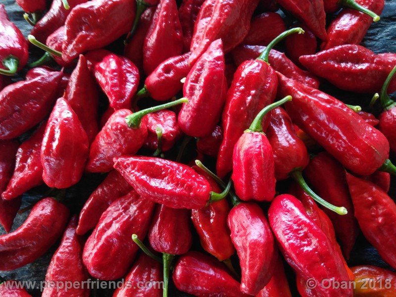 bhut-jolokia-mulatto_003_frutto_27.jpg