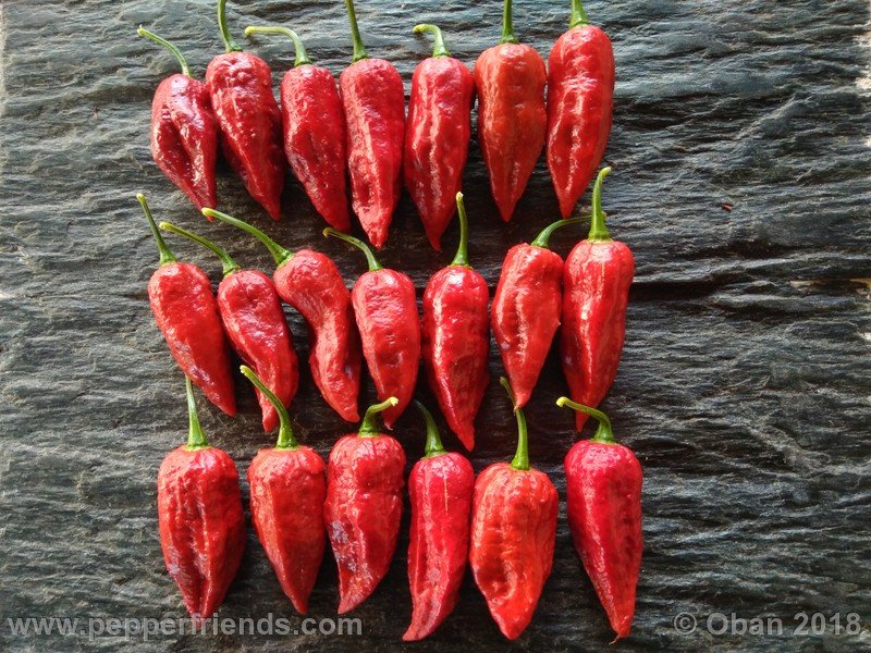 bhut-jolokia-mulatto_003_frutto_28.jpg