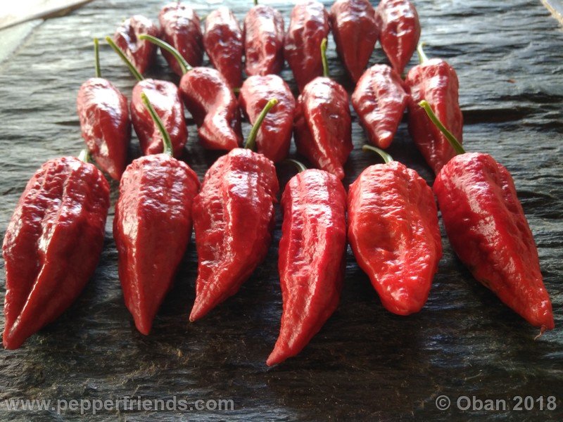 bhut-jolokia-mulatto_003_frutto_29.jpg