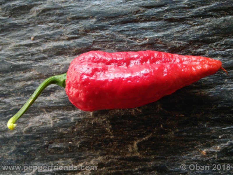 bhut-jolokia-mulatto_003_frutto_30.jpg