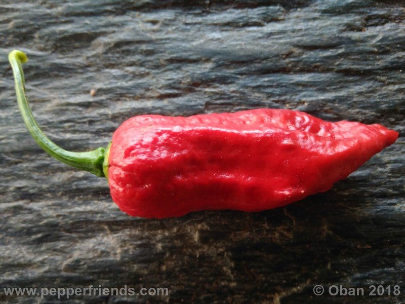 bhut-jolokia-mulatto_003_frutto_31.jpg