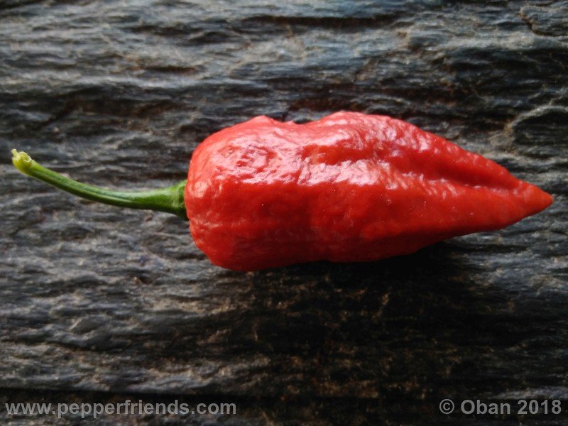 bhut-jolokia-mulatto_003_frutto_32.jpg