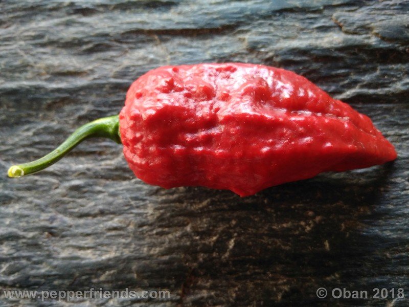 bhut-jolokia-mulatto_003_frutto_33.jpg