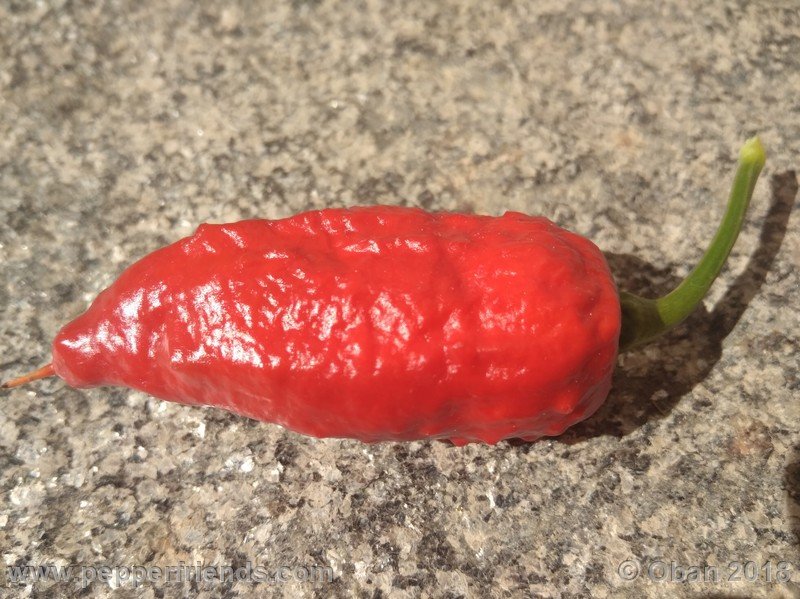 bhut-jolokia-mulatto_003_frutto_34.jpg