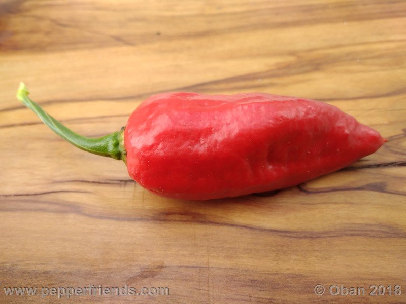 bhut-jolokia-mulatto_003_frutto_35.jpg