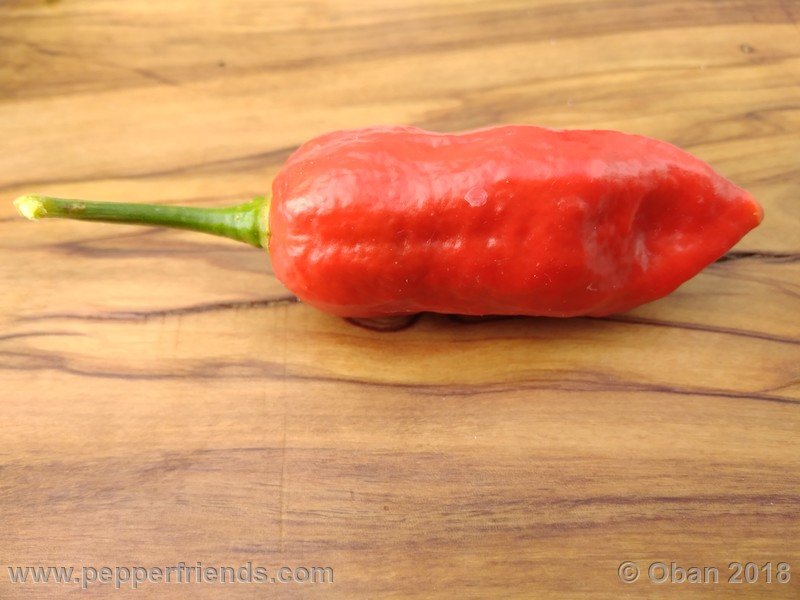 bhut-jolokia-mulatto_003_frutto_36.jpg