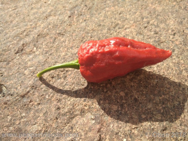 bhut-jolokia-mulatto_003_frutto_38.jpg