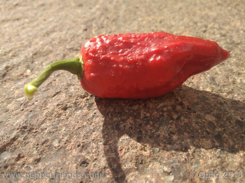 bhut-jolokia-mulatto_003_frutto_39.jpg