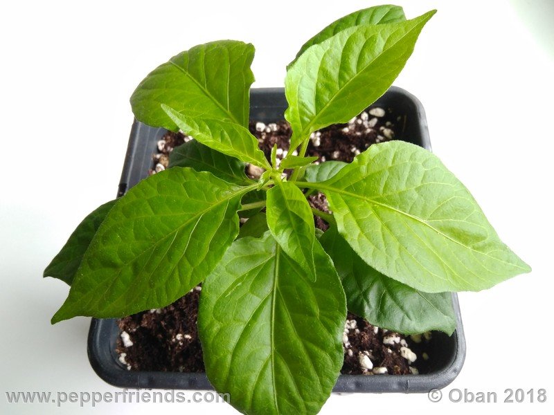 bhut-jolokia-mulatto_003_pianta_05.jpg