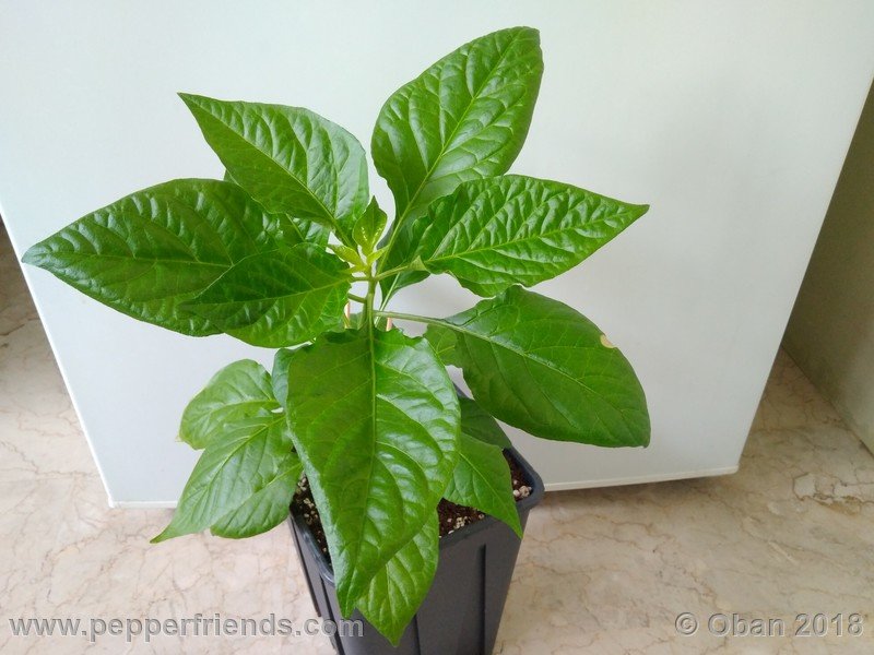 bhut-jolokia-mulatto_003_pianta_06.jpg