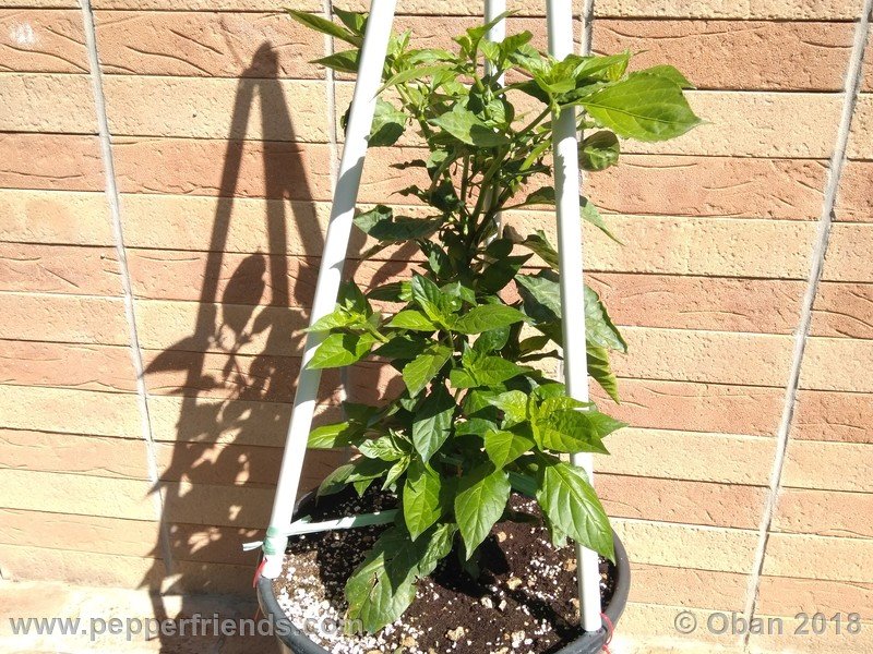 bhut-jolokia-mulatto_003_pianta_07.jpg