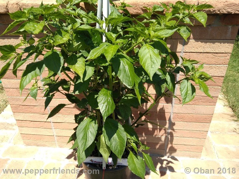 bhut-jolokia-mulatto_003_pianta_08.jpg