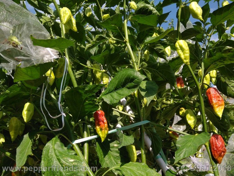 bhut-jolokia-mulatto_003_pianta_09.jpg