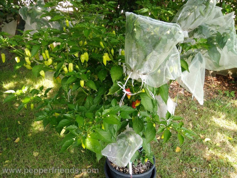 bhut-jolokia-mulatto_003_pianta_10.jpg