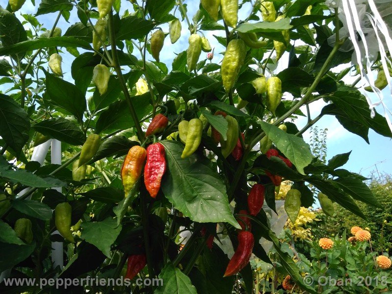 bhut-jolokia-mulatto_003_pianta_11.jpg