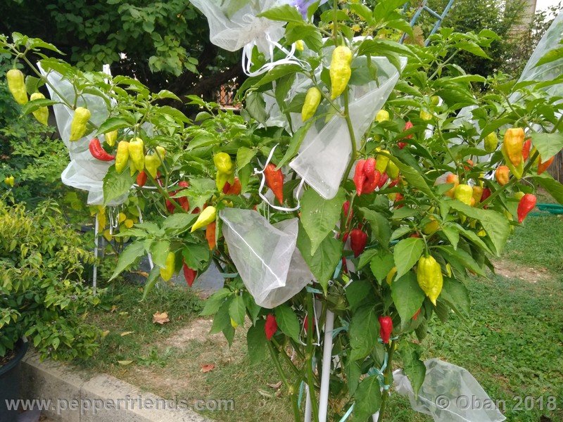 bhut-jolokia-mulatto_003_pianta_12.jpg