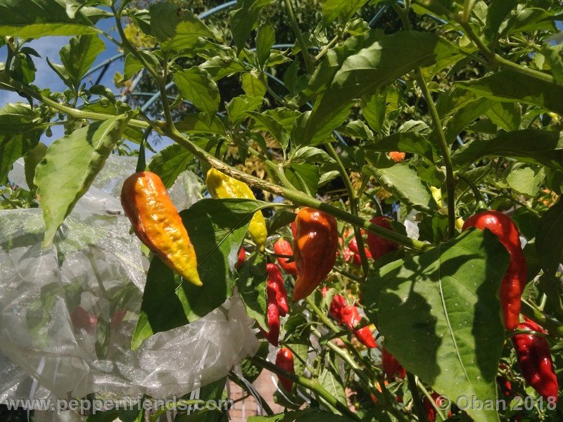 bhut-jolokia-mulatto_003_pianta_13.jpg