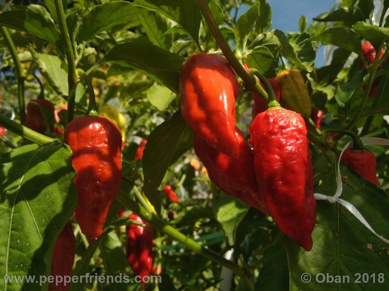 bhut-jolokia-mulatto_003_pianta_14.jpg