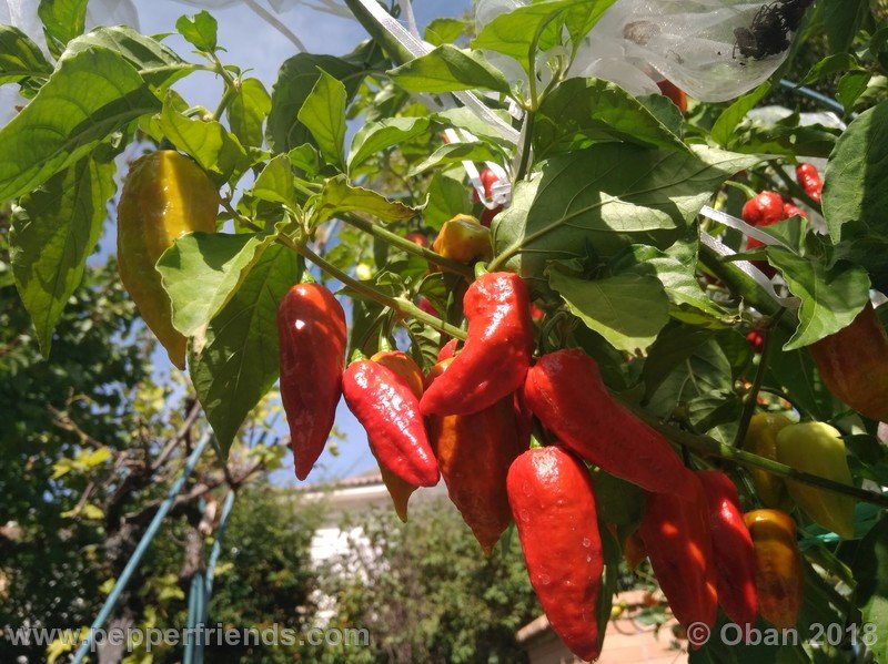 bhut-jolokia-mulatto_003_pianta_15.jpg