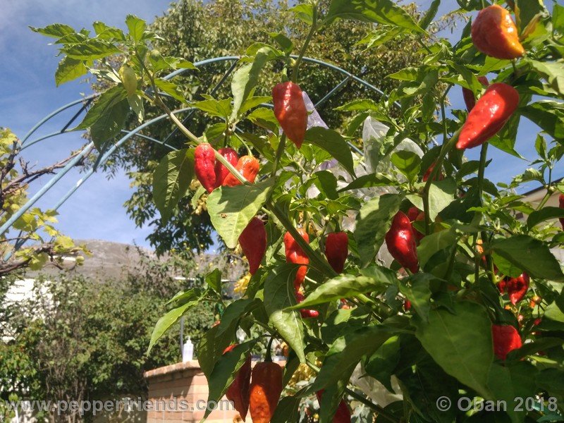 bhut-jolokia-mulatto_003_pianta_16.jpg