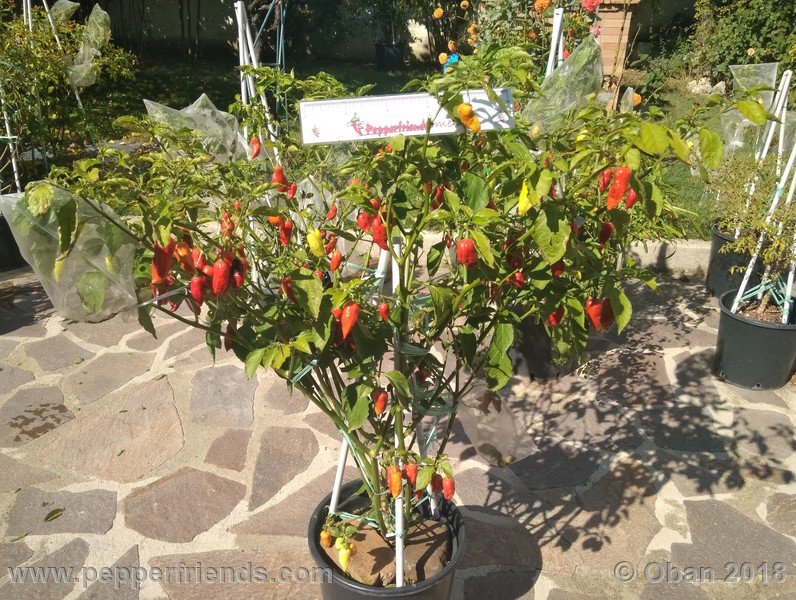 bhut-jolokia-mulatto_003_pianta_18.jpg