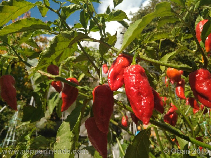 bhut-jolokia-mulatto_003_pianta_19.jpg