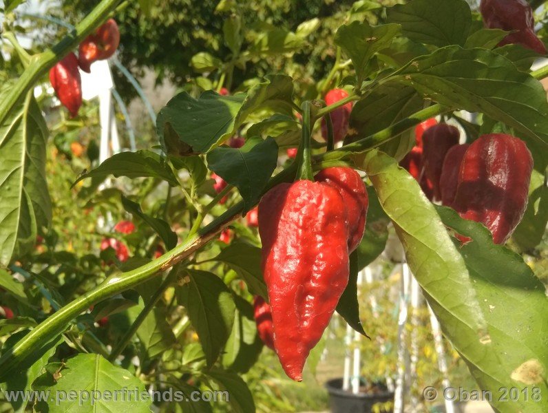 bhut-jolokia-mulatto_003_pianta_21.jpg