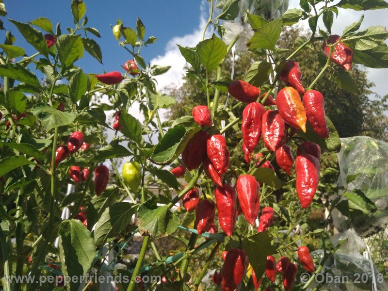 bhut-jolokia-mulatto_003_pianta_22.jpg