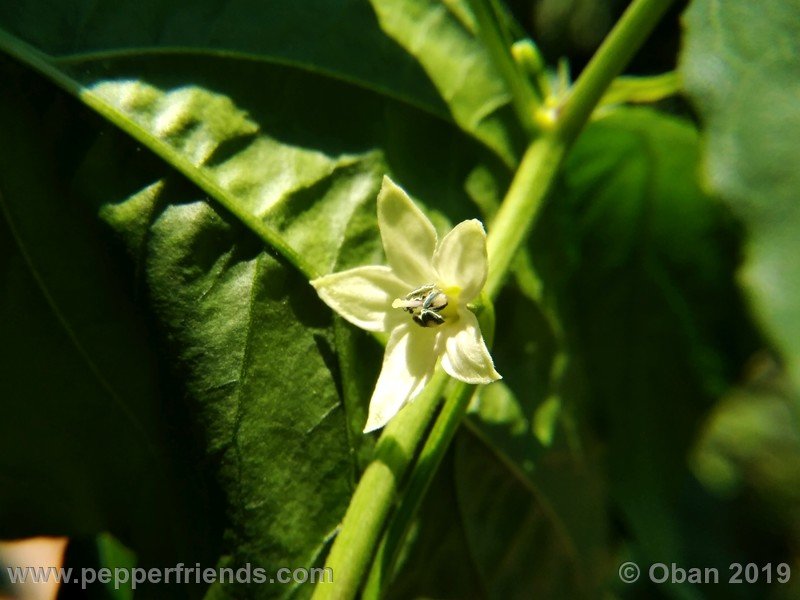 bhut-jolokia-rust_001_fiore_01.jpg