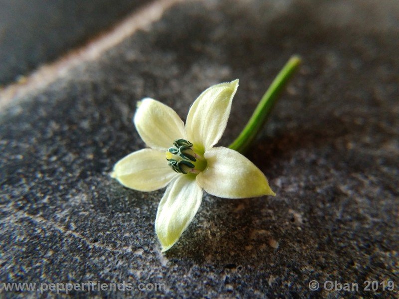 bhut-jolokia-rust_001_fiore_02.jpg