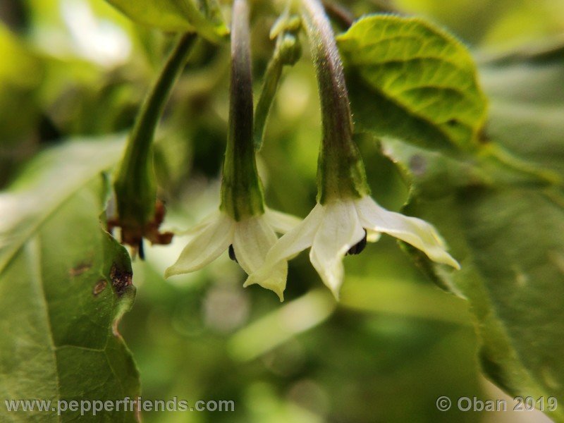 bhut-jolokia-rust_001_fiore_05.jpg