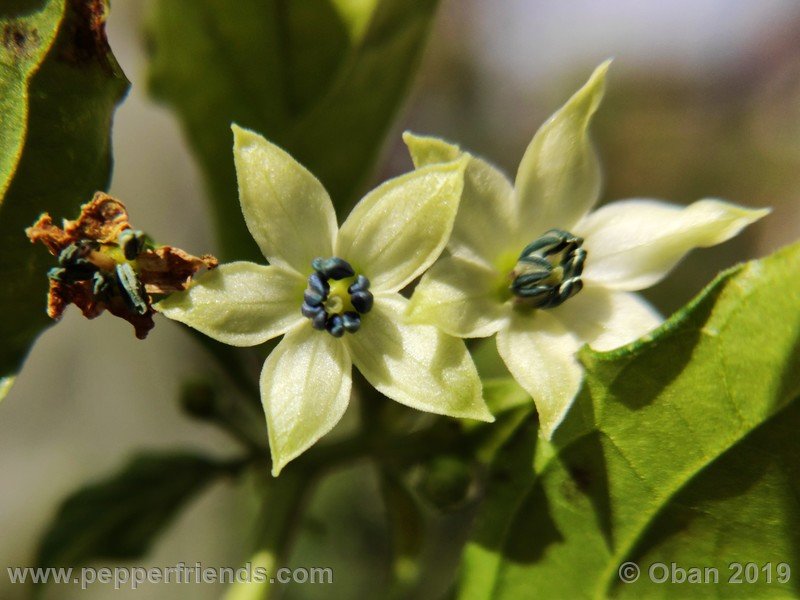 bhut-jolokia-rust_001_fiore_06.jpg