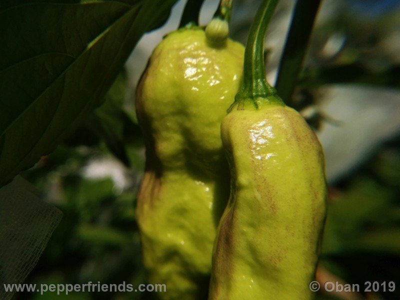 bhut-jolokia-rust_001_frutto_02.jpg