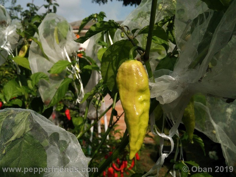 bhut-jolokia-rust_001_frutto_03.jpg