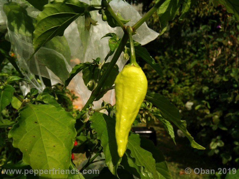 bhut-jolokia-rust_001_frutto_04.jpg