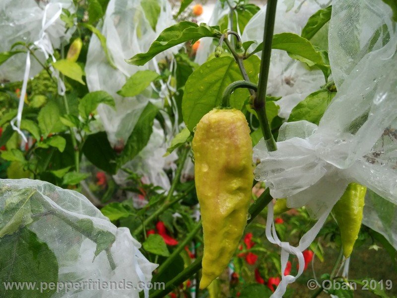 bhut-jolokia-rust_001_frutto_05.jpg