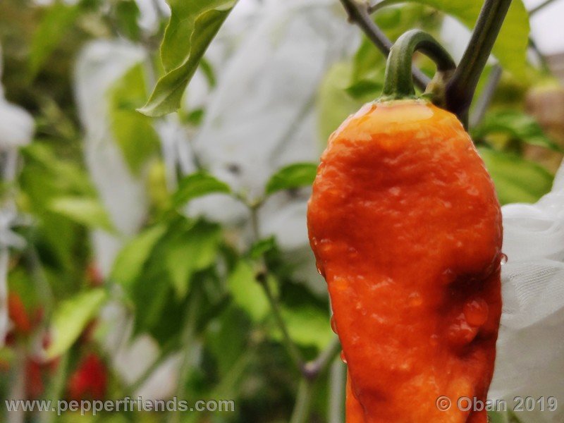 bhut-jolokia-rust_001_frutto_10.jpg