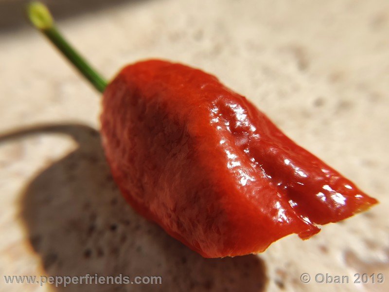 bhut-jolokia-rust_001_frutto_12.jpg