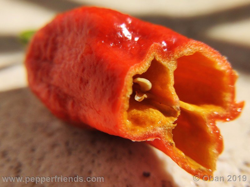 bhut-jolokia-rust_001_frutto_13.jpg