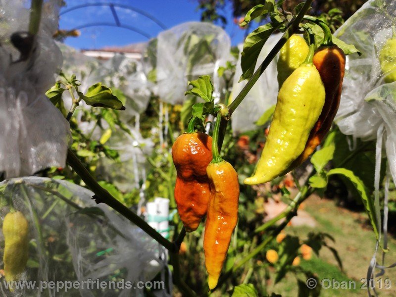 bhut-jolokia-rust_001_frutto_17.jpg