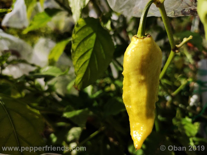 bhut-jolokia-rust_001_frutto_18.jpg