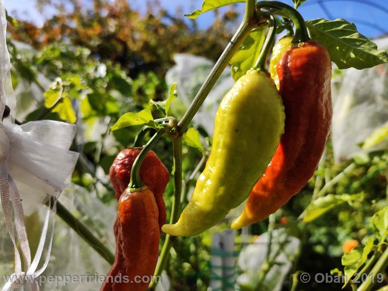 bhut-jolokia-rust_001_frutto_19.jpg