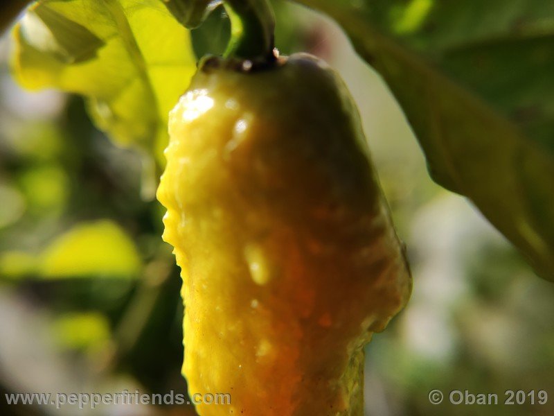 bhut-jolokia-rust_001_frutto_20.jpg