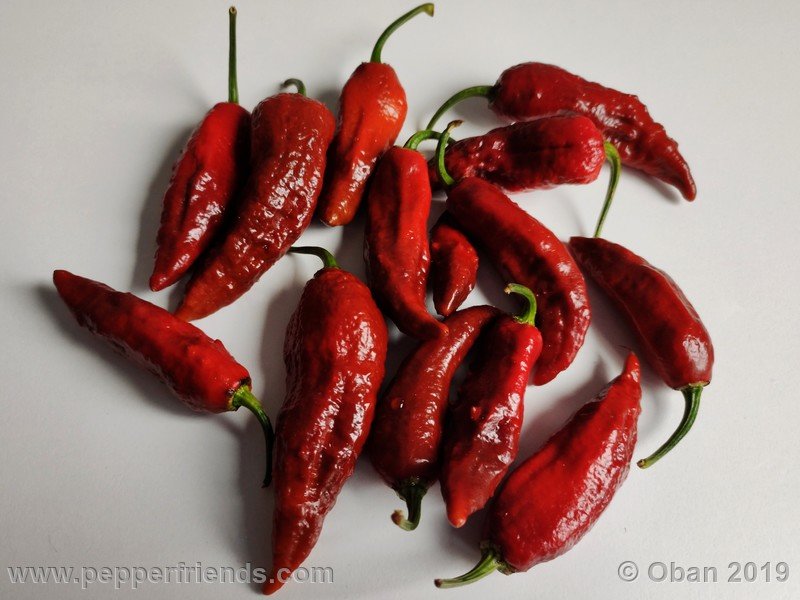 bhut-jolokia-rust_001_frutto_21.jpg