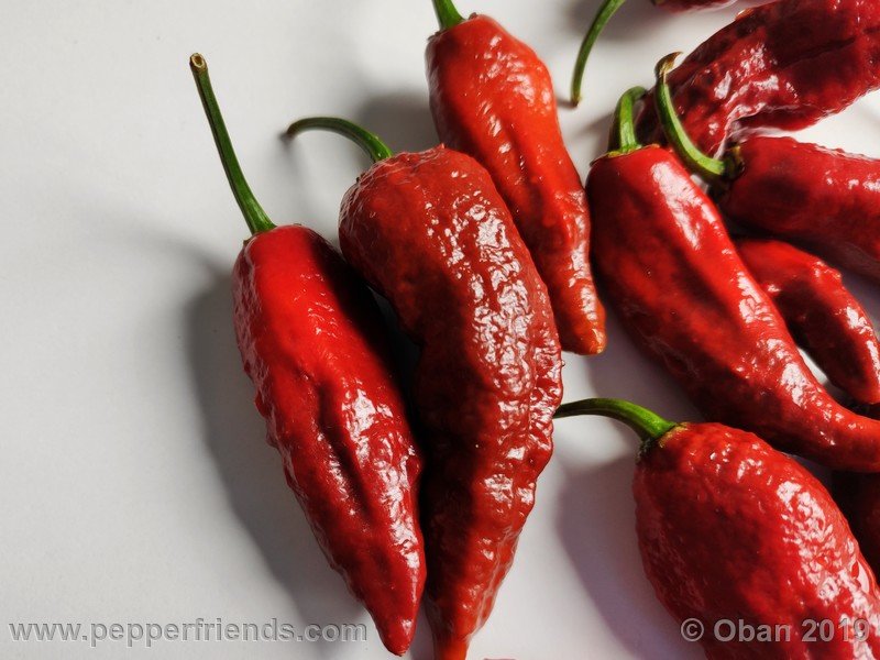 bhut-jolokia-rust_001_frutto_23.jpg