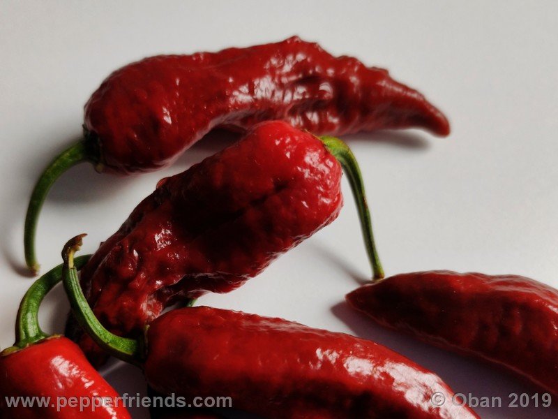 bhut-jolokia-rust_001_frutto_24.jpg